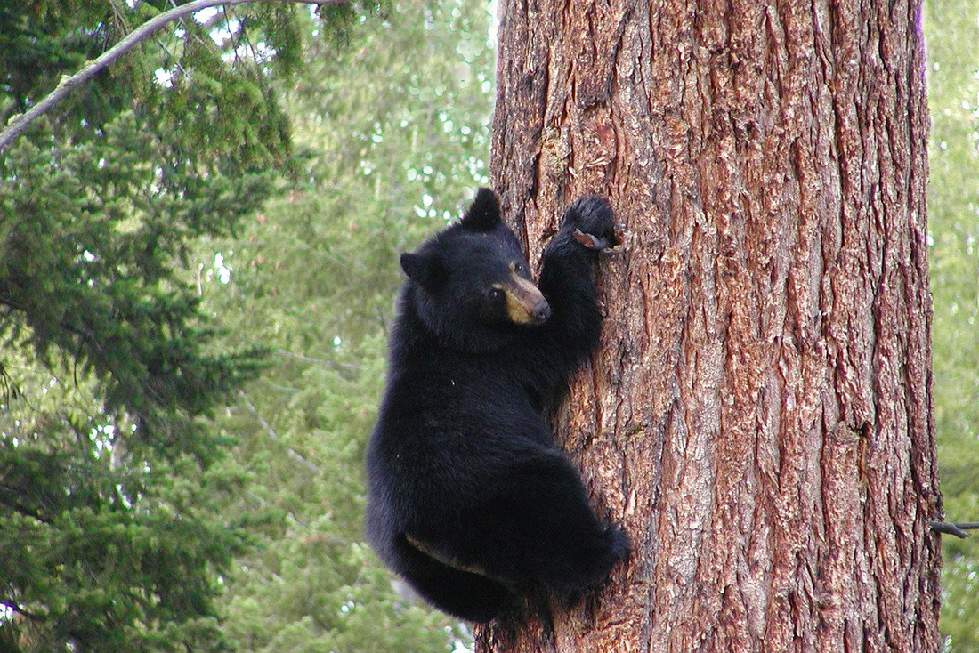 Picture of a black bear in New Hampshire